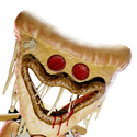 CosmeticIcon-PizzaHuggy.png